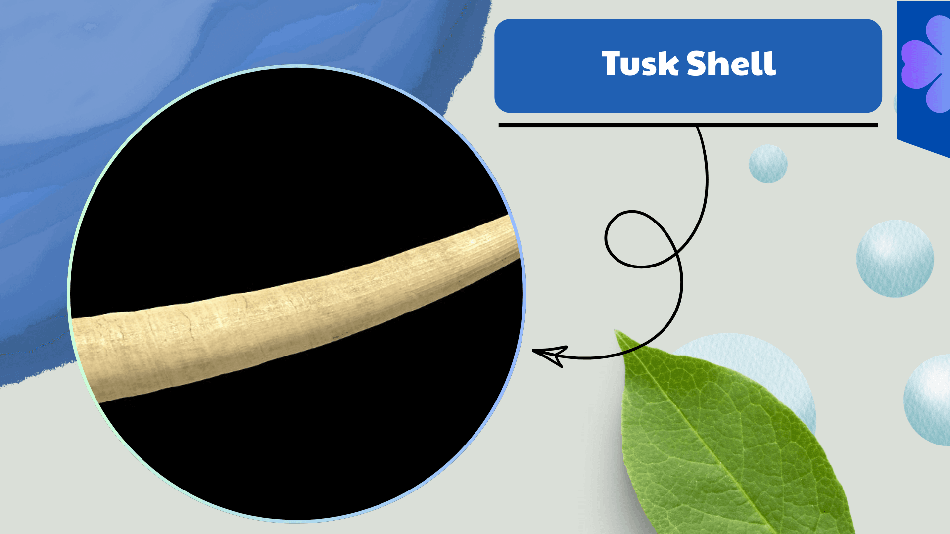 Tusk Shell