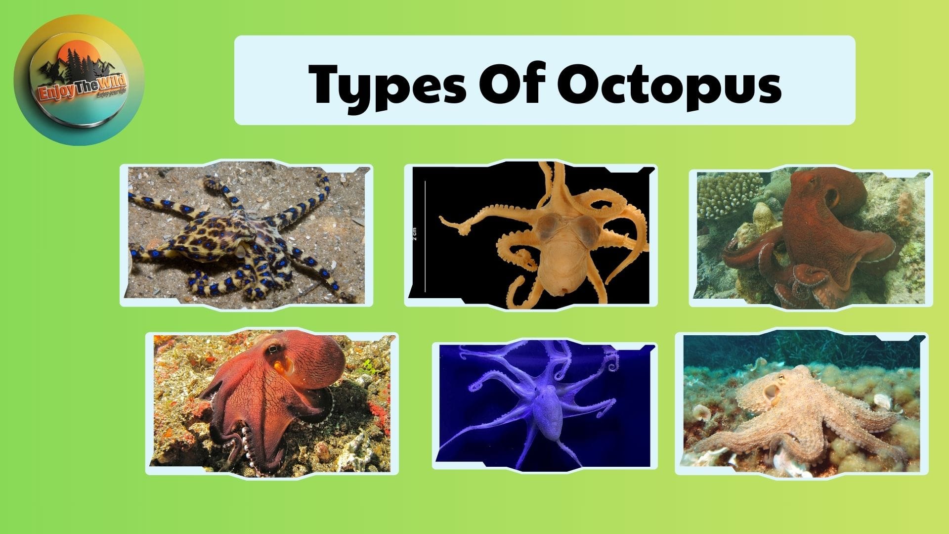 Types-Of-Octopus
