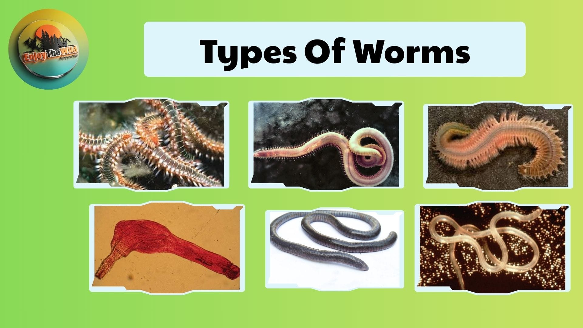 Types-Of-Worms