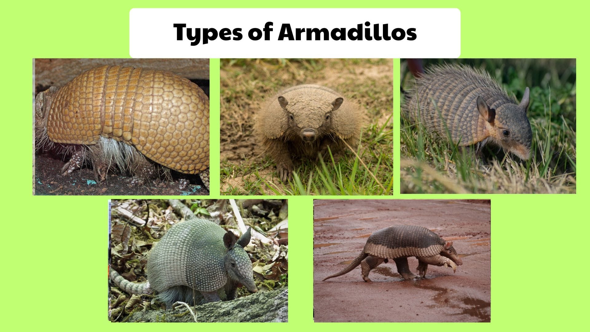 Types of Armadillos