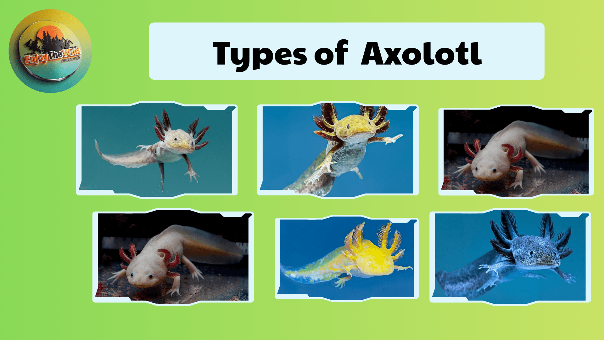 Types-of-Axolotl