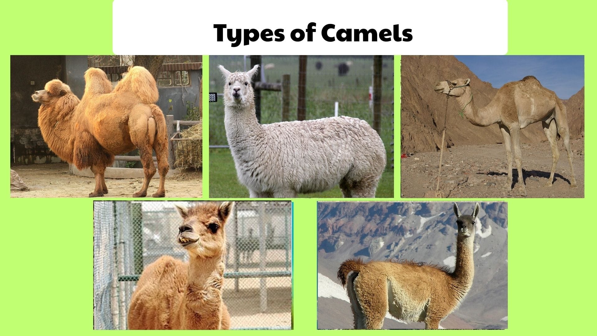 Types of Camels