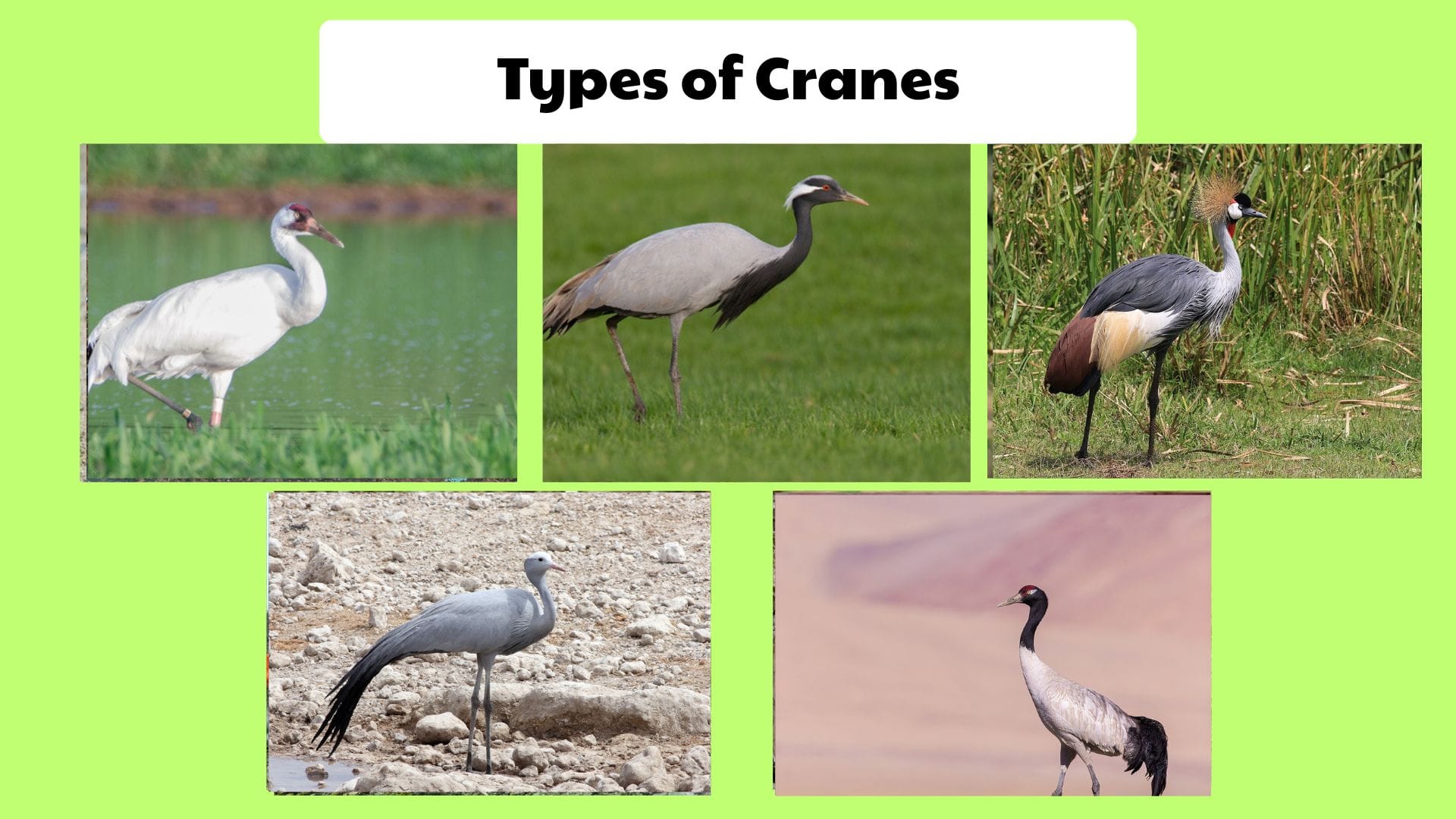 Types of Cranes