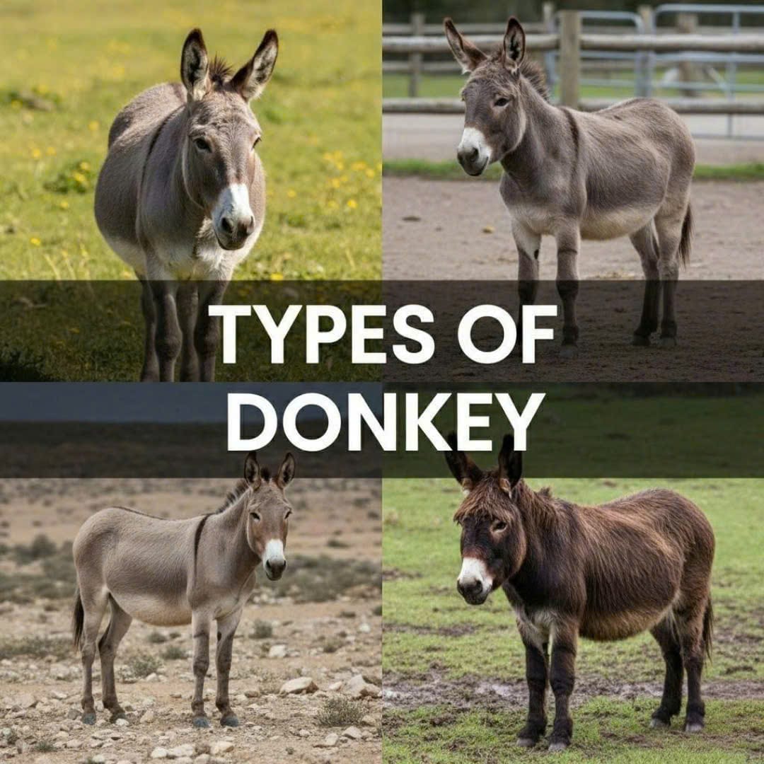 Types of Donkey