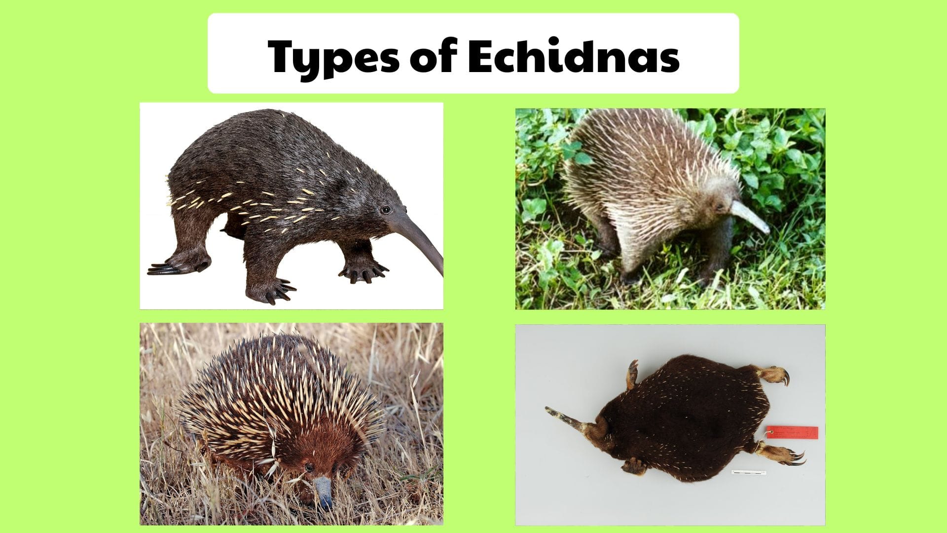 Types of Echidnas