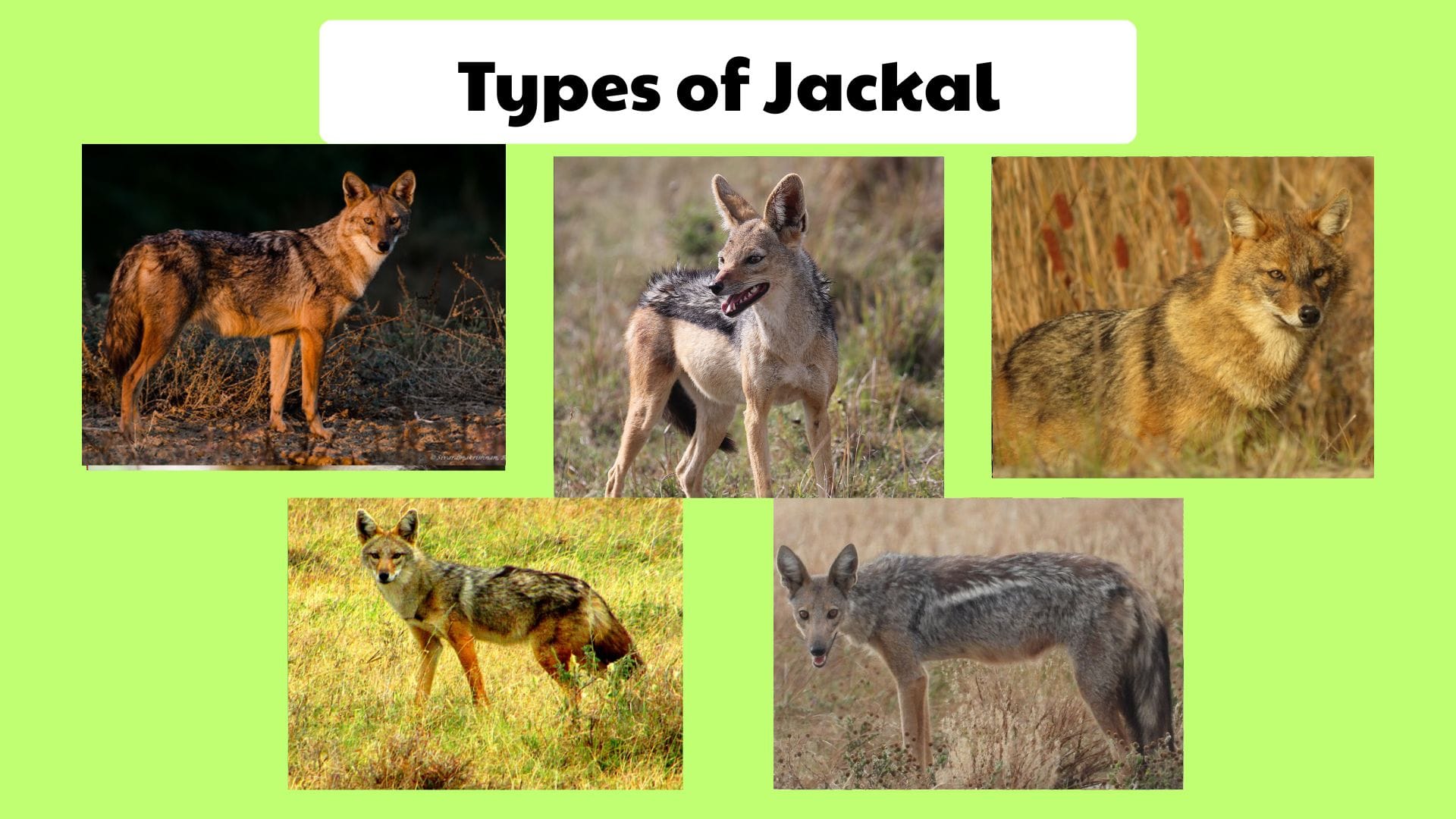Types of Jackal