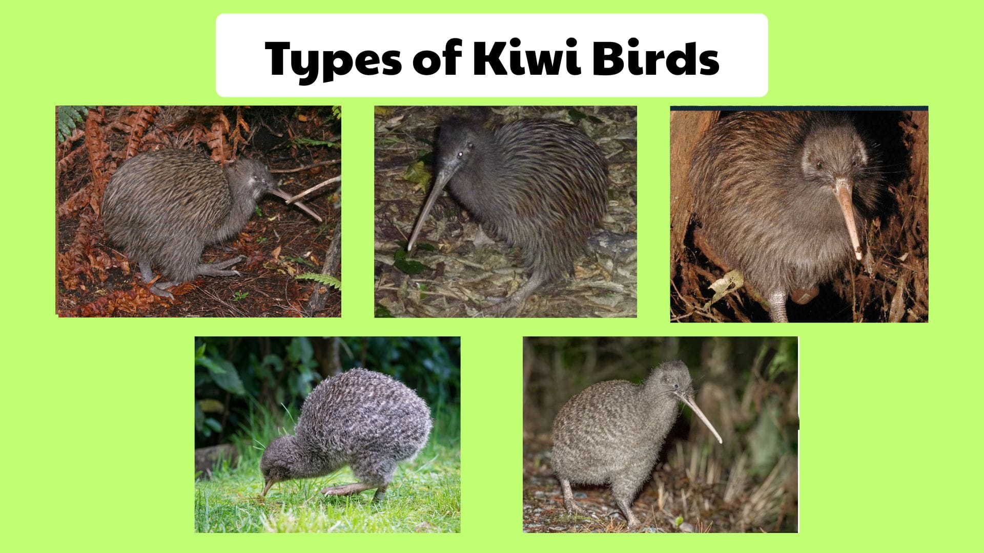 Types of Kiwi Birds