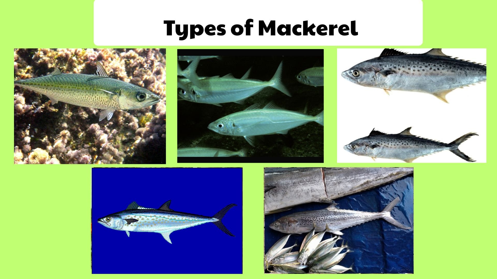 Types of Mackerel