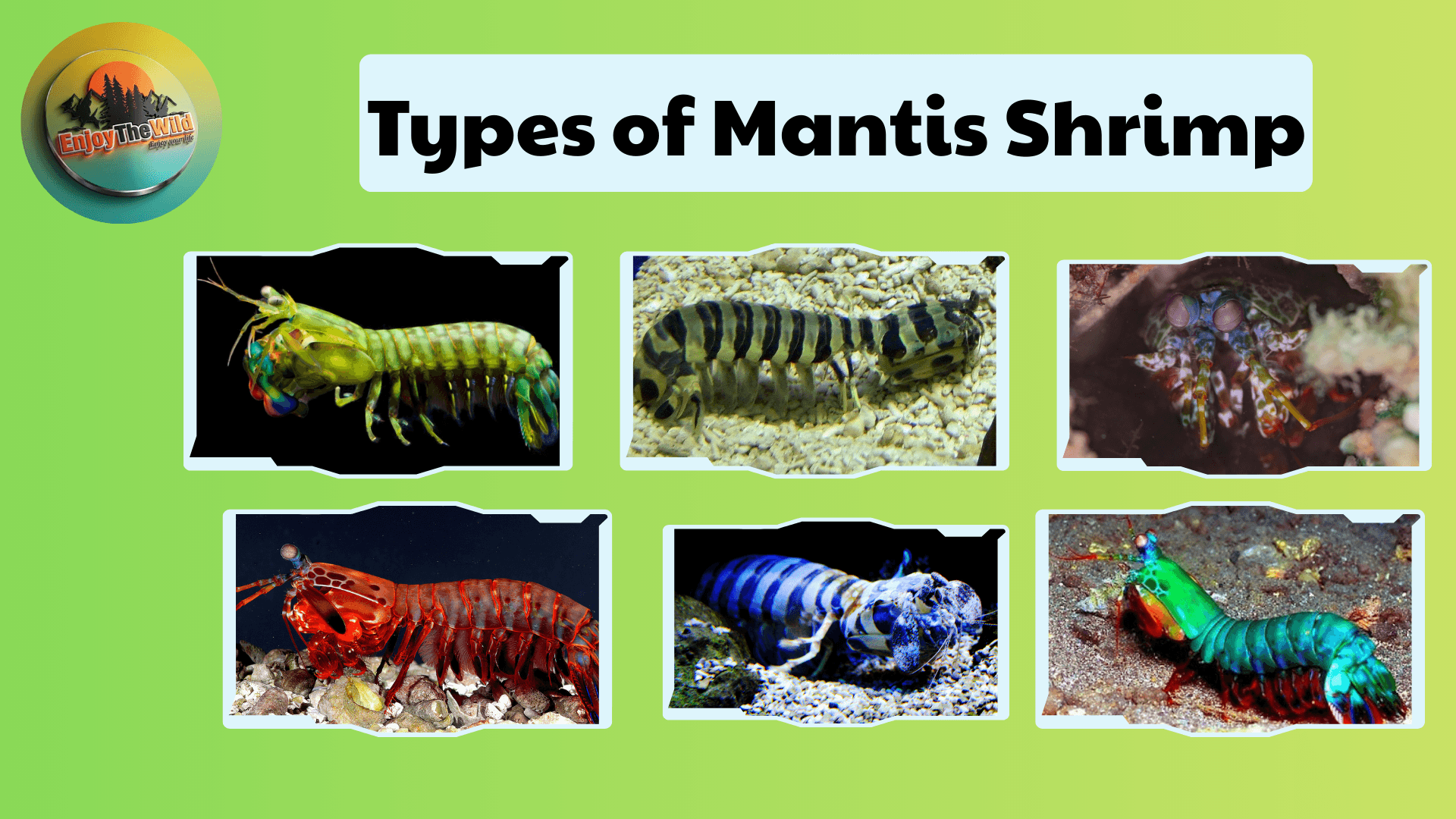 Types-of-Mantis-Shrimp