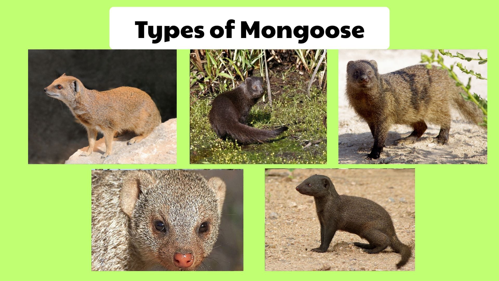 Types of Mongoose