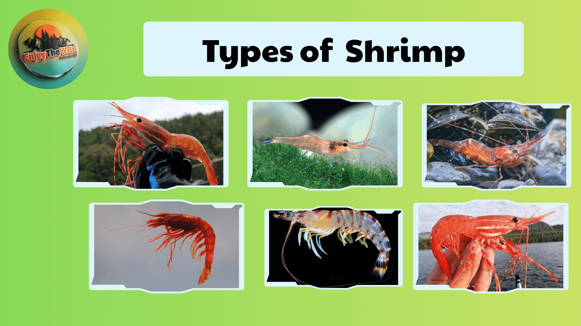 Types-of-Shrimp