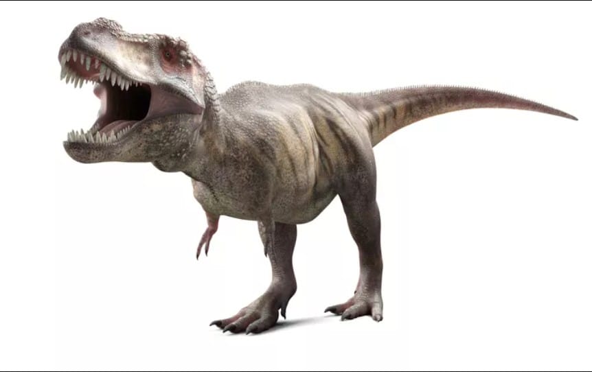 Tyrannosaurus rex