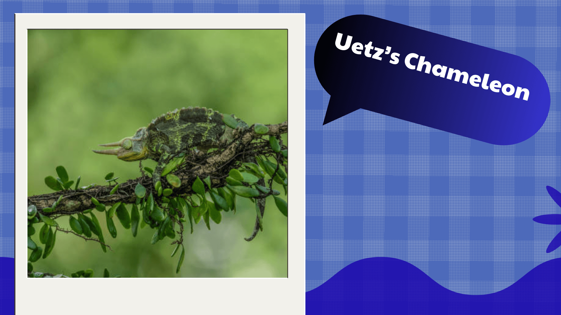 Uetz’s Chameleon