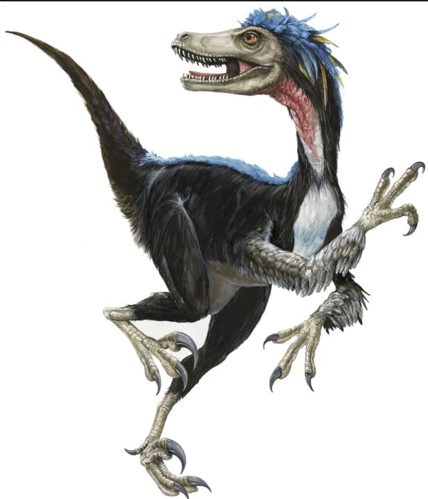 Velociraptor mongoliensis
