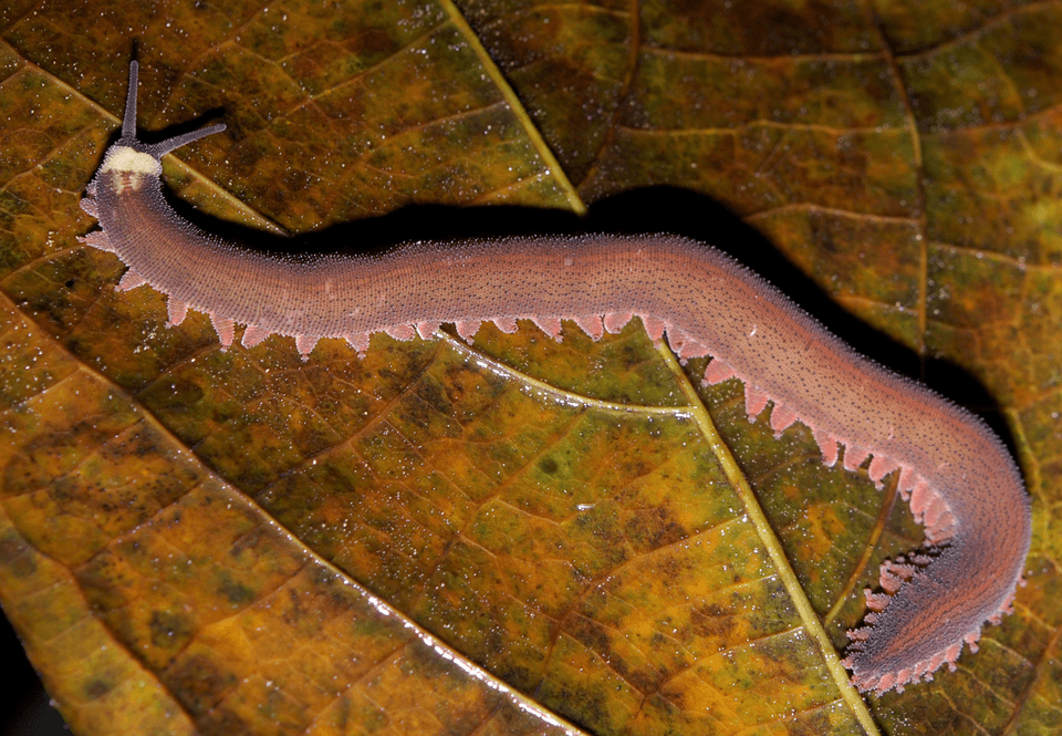Velvet-Worm