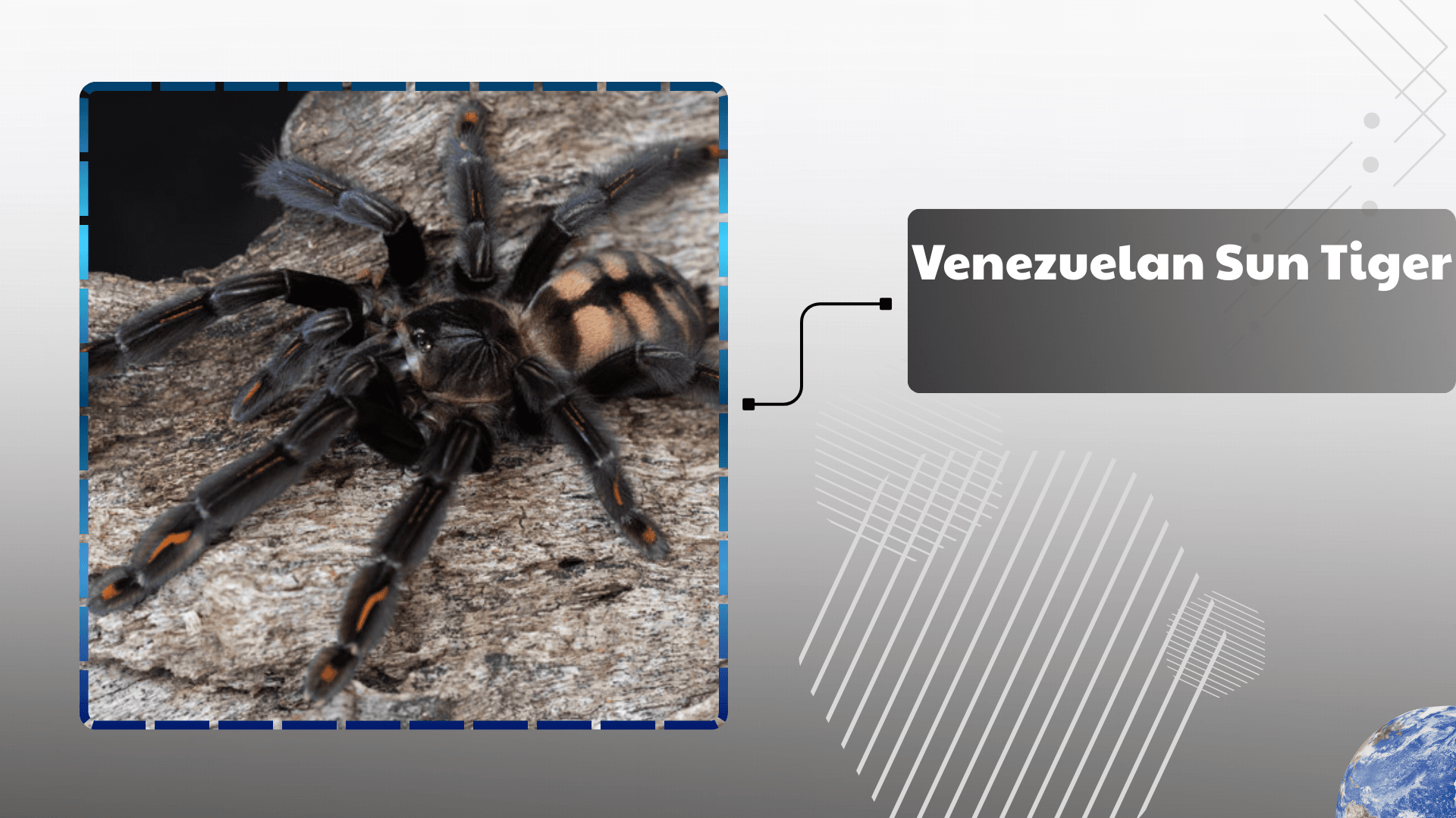 Venezuelan Sun Tiger