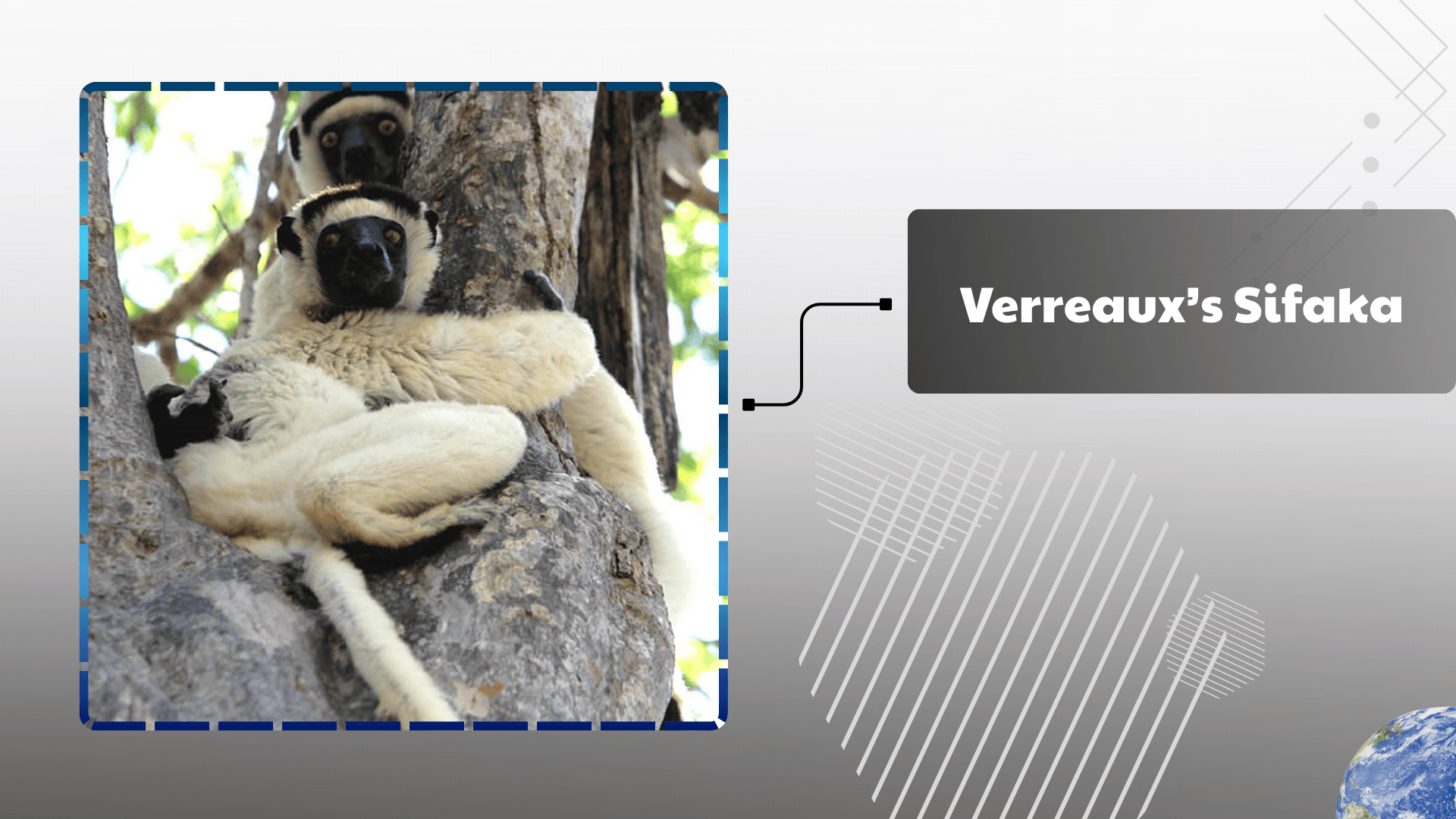 Verreauxs-Sifaka