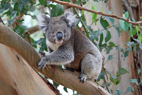 Victorian Koala