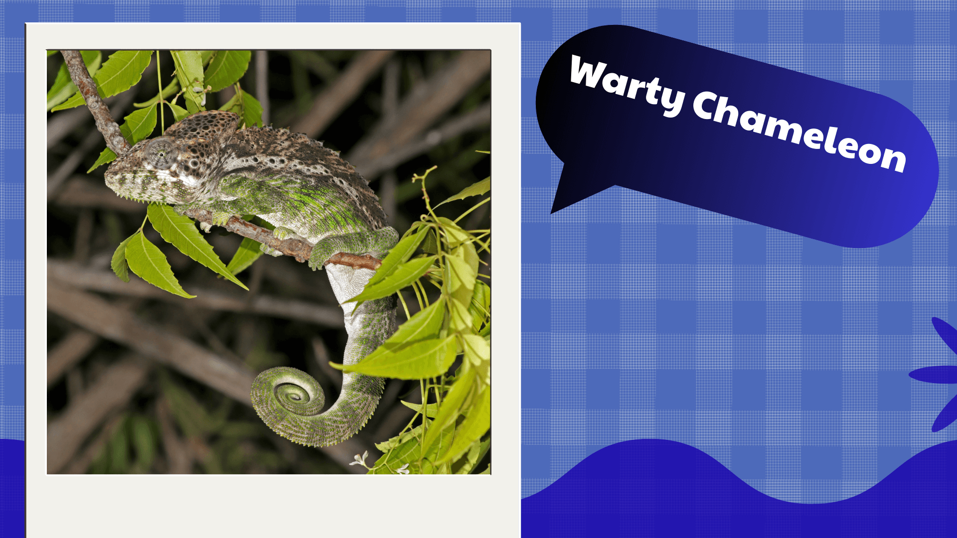 Warty Chameleon