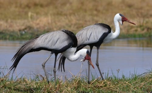 Wattled Crane