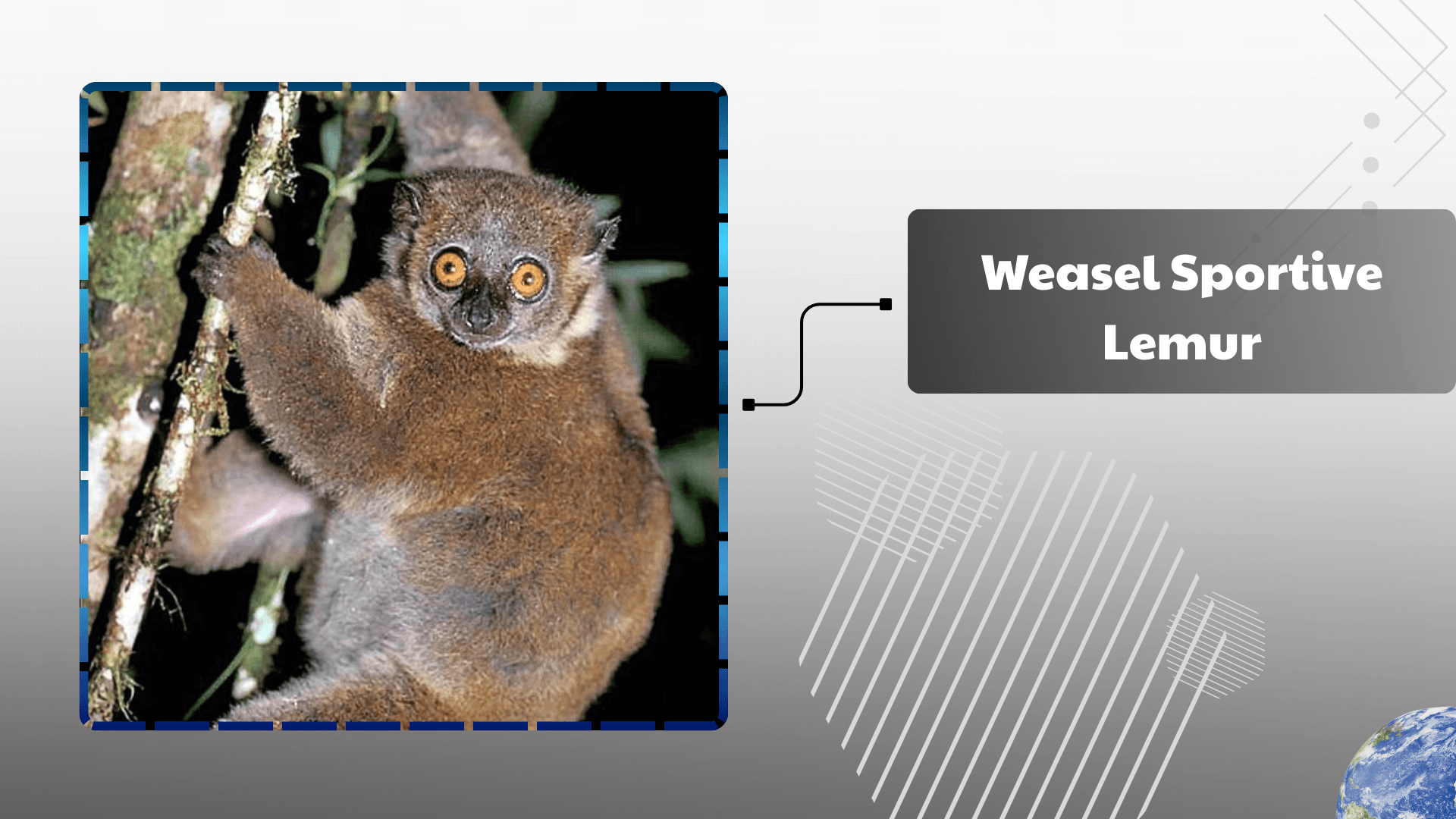 Weasel-Sportive-Lemur