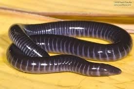 West-African-Giant-Caecilian