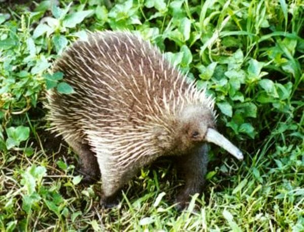 Western Long-Beaked Echidna