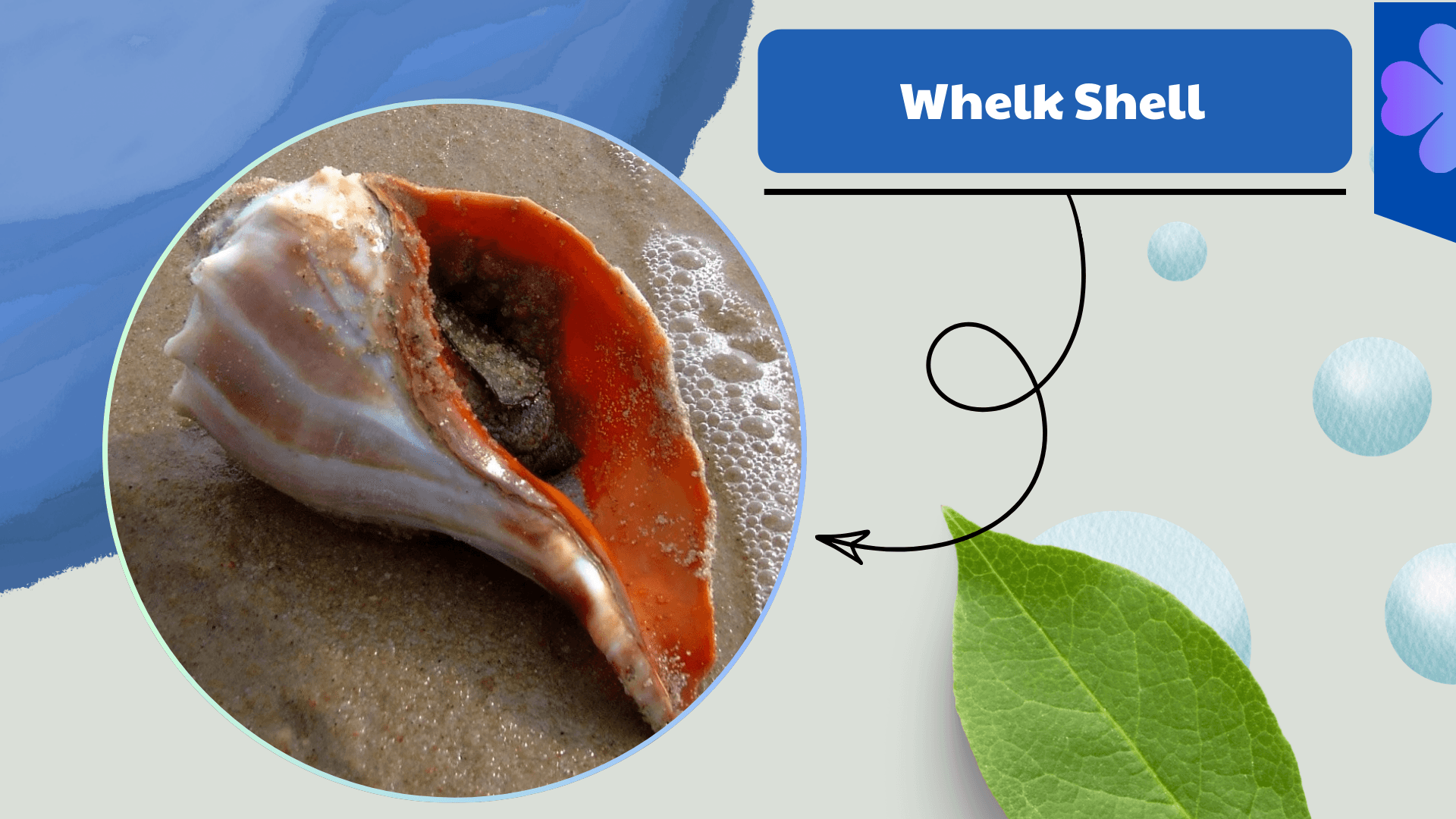 Whelk Shell