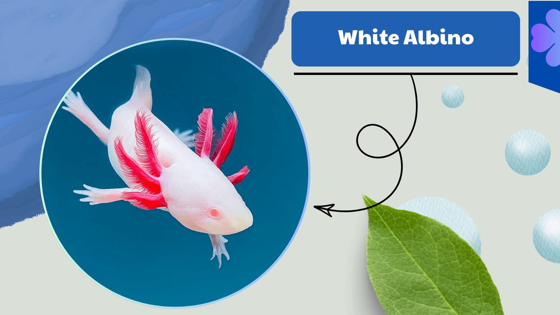 White-Albino