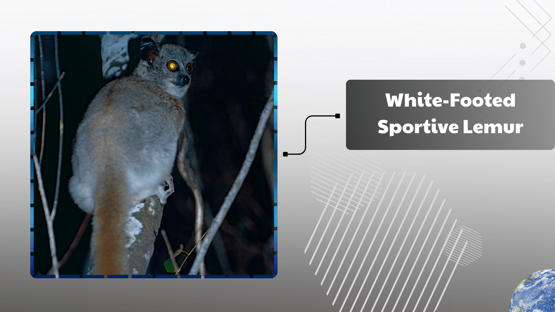 White-Footed-Sportive-Lemur