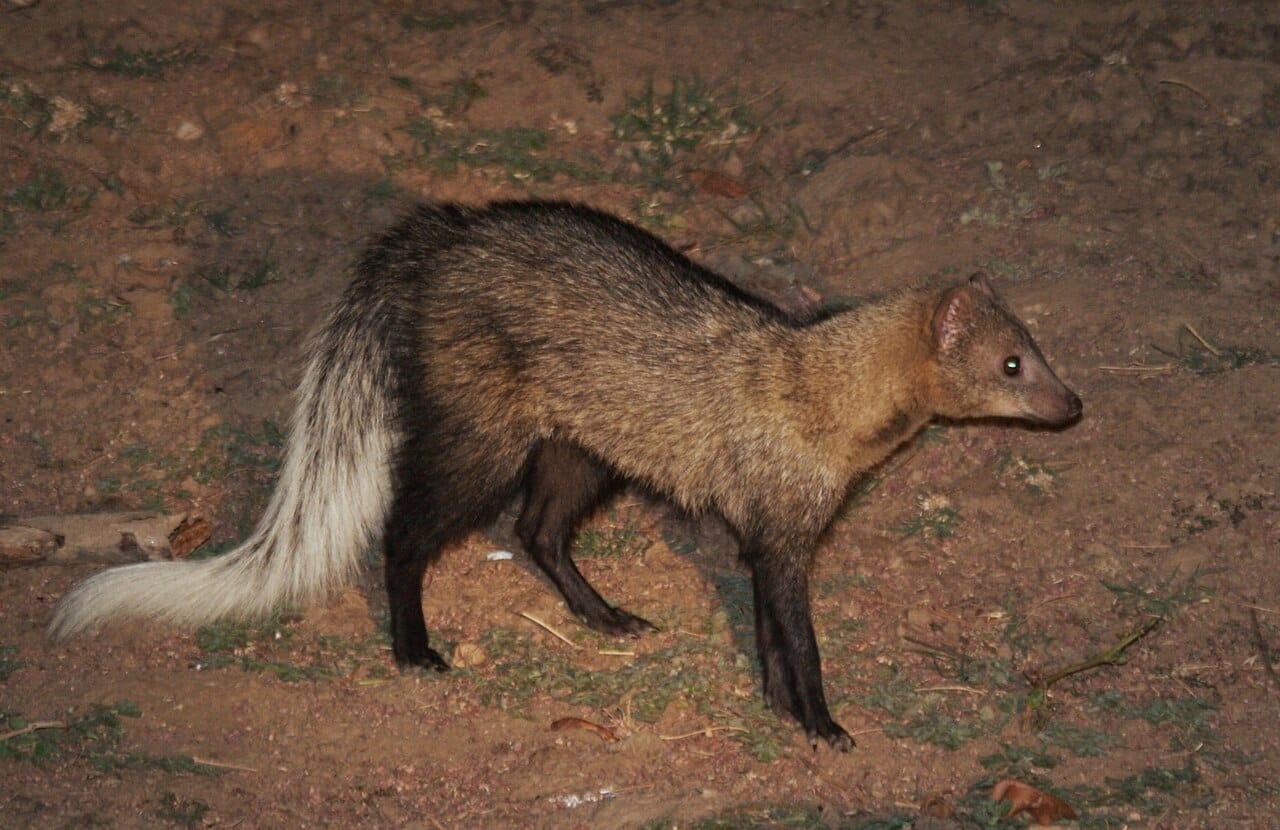 White-tailed Mongoose
