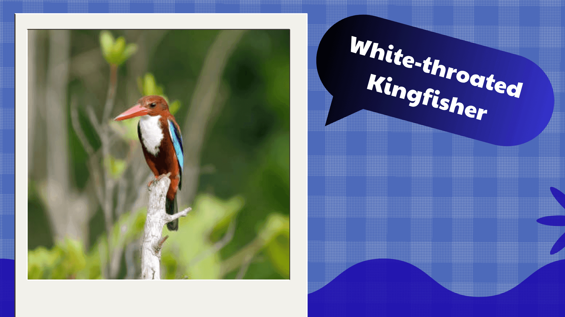 White-throated Kingfisher