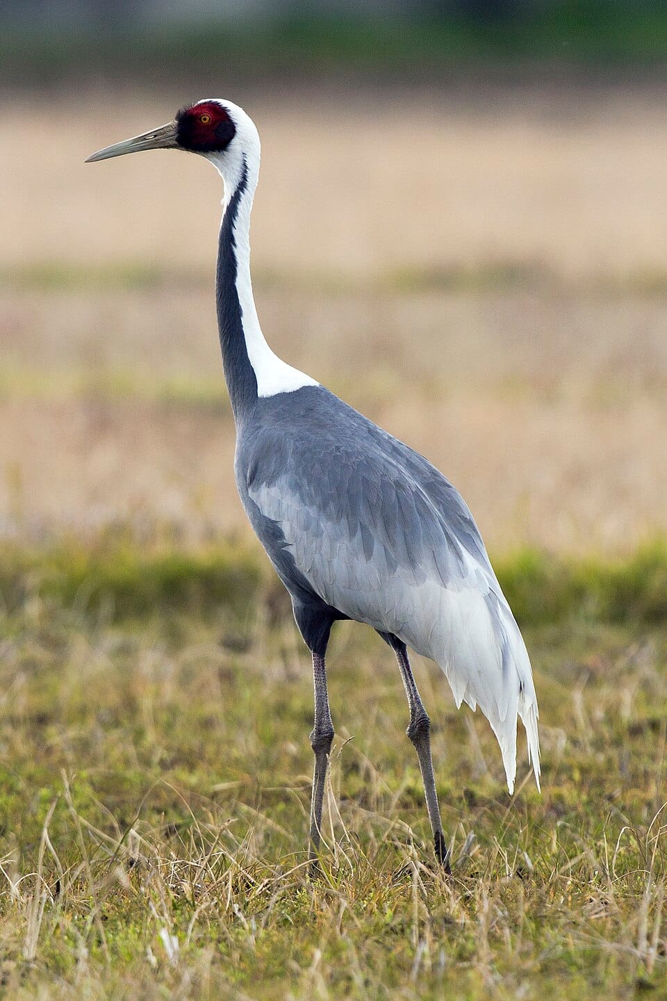 White‑naped Crane