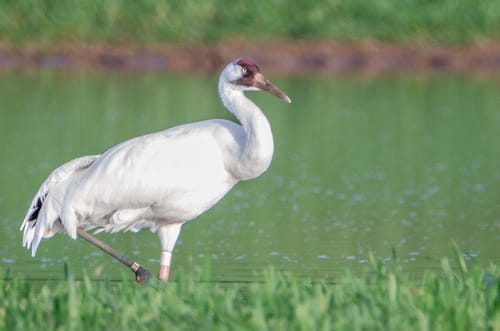 Whooping Crane