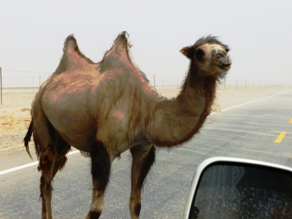 Wild Bactrian Camel