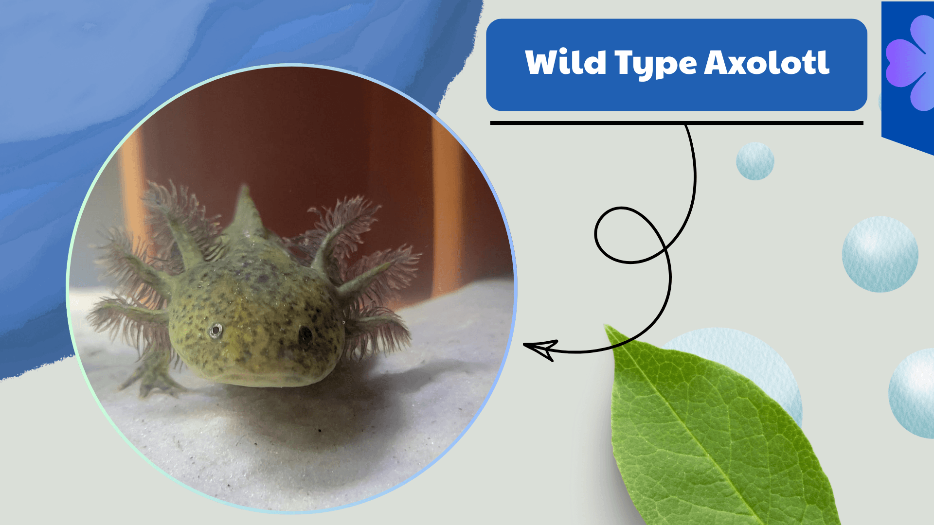 Wild-Type-Axolotl