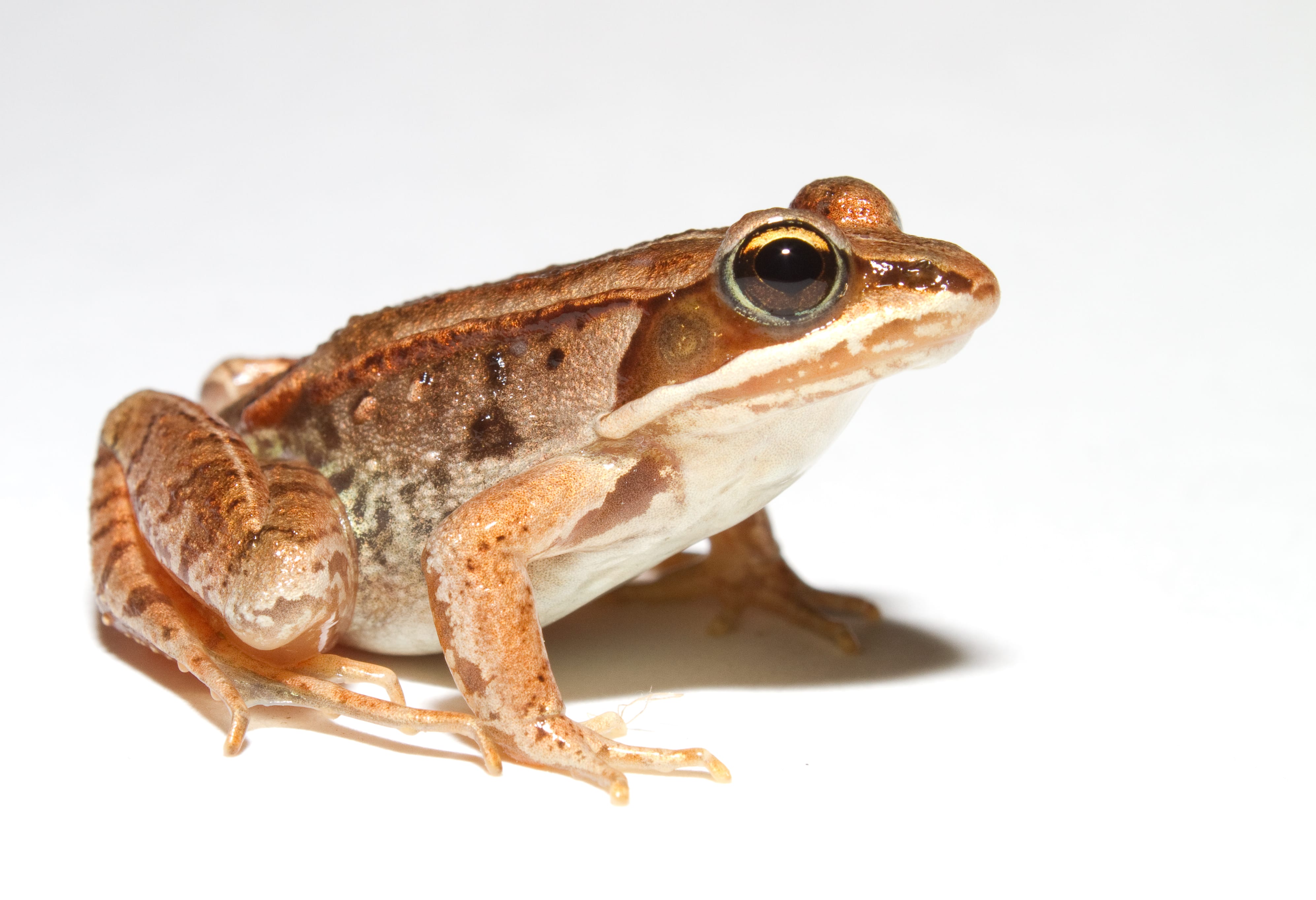 Wood-Frog
