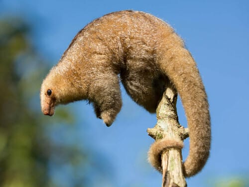 Xingu Silky Anteater