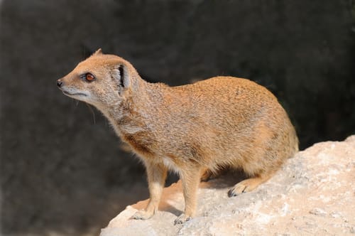 Yellow Mongoose