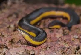 Yellow-striped-Caecilian