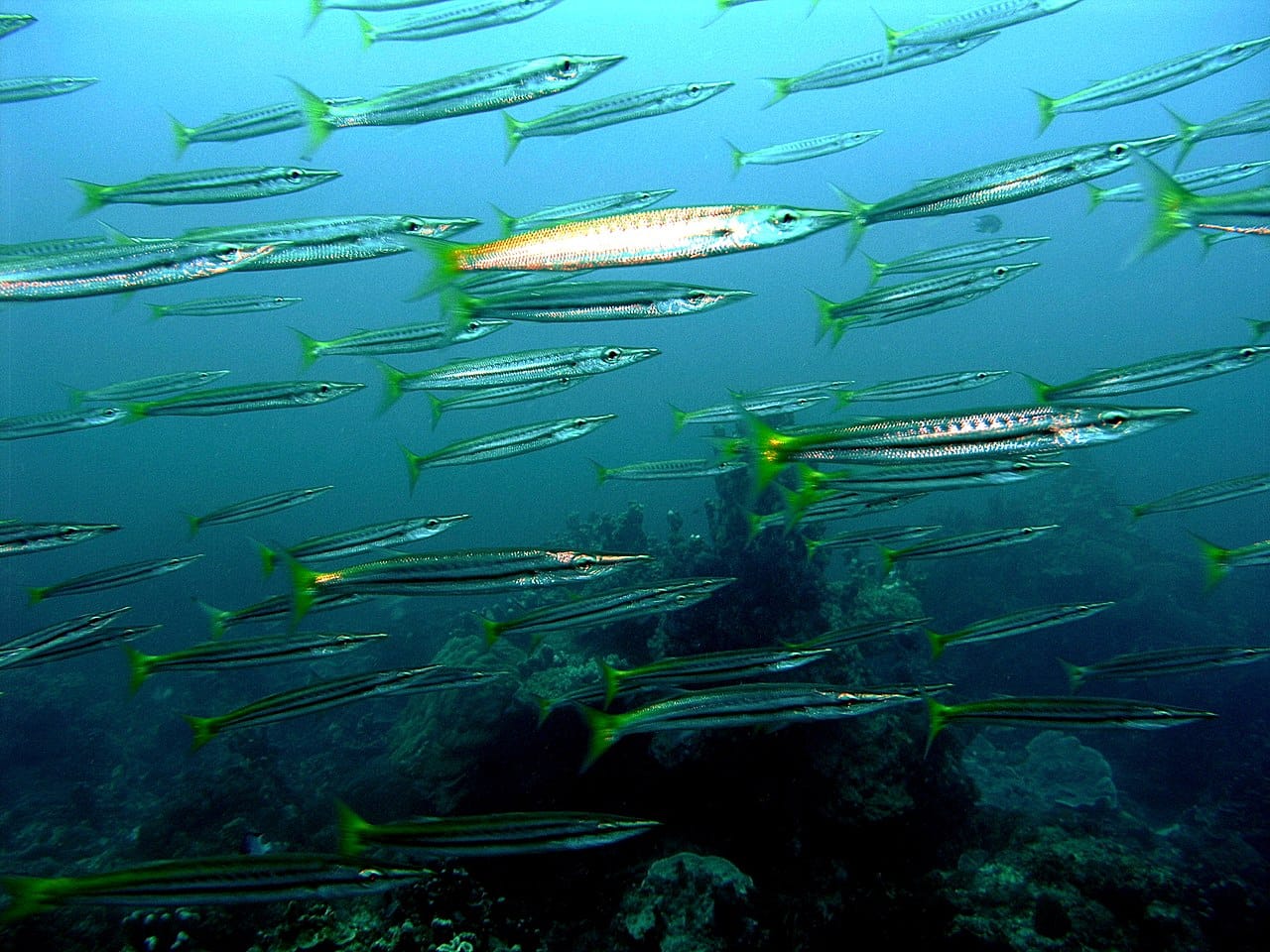 Yellowtail Barracuda