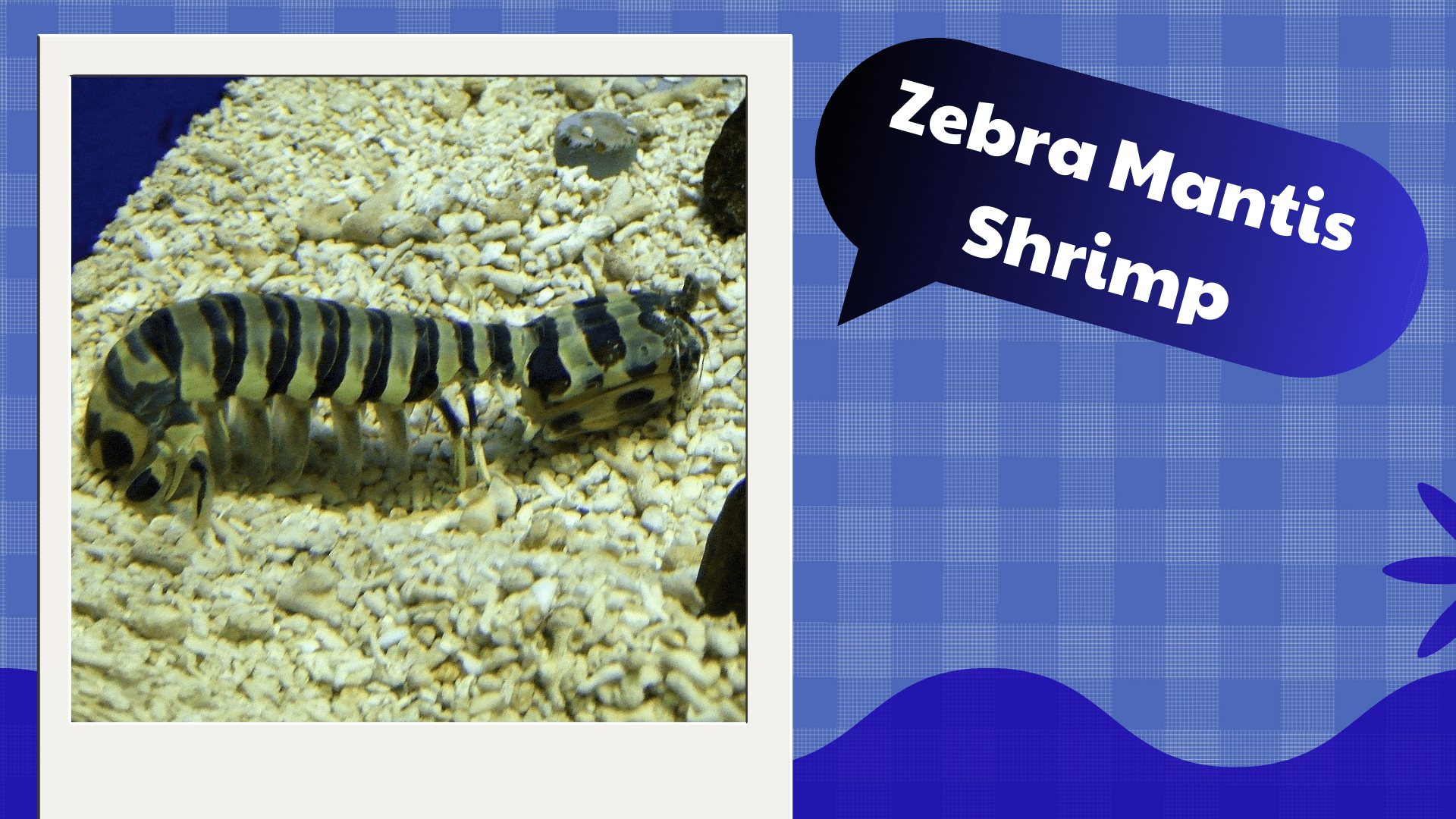 Zebra-Mantis-Shrimp