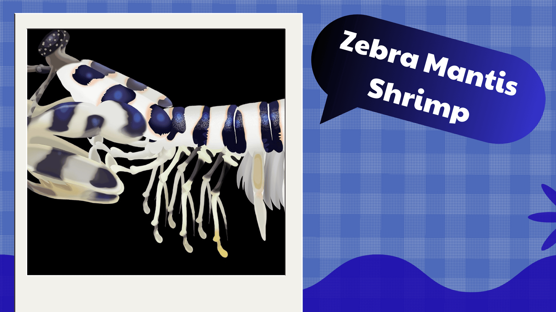 Zebra-Mantis-Shrimp2