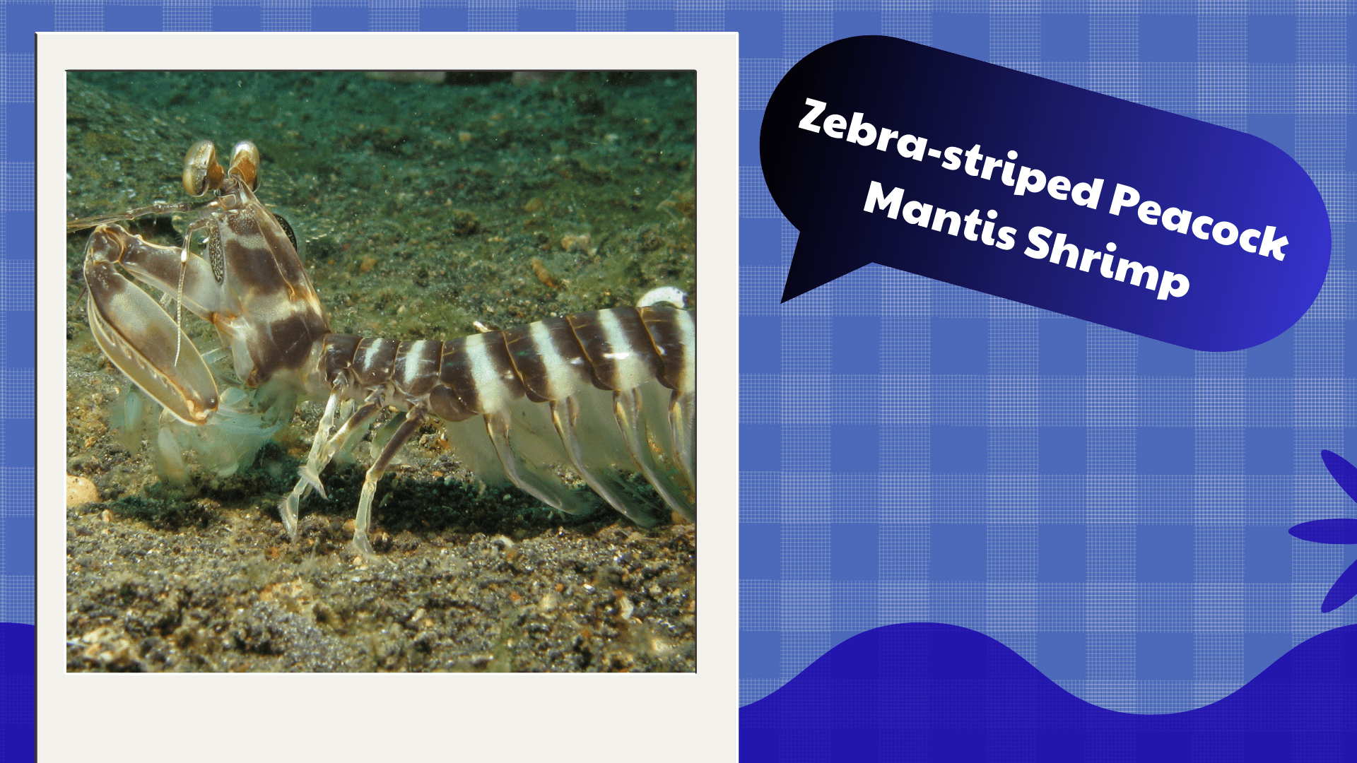 Zebra-striped-Peacock-Mantis-Shrimp
