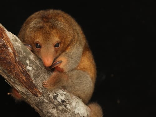 Rio Negro Silky Anteater
