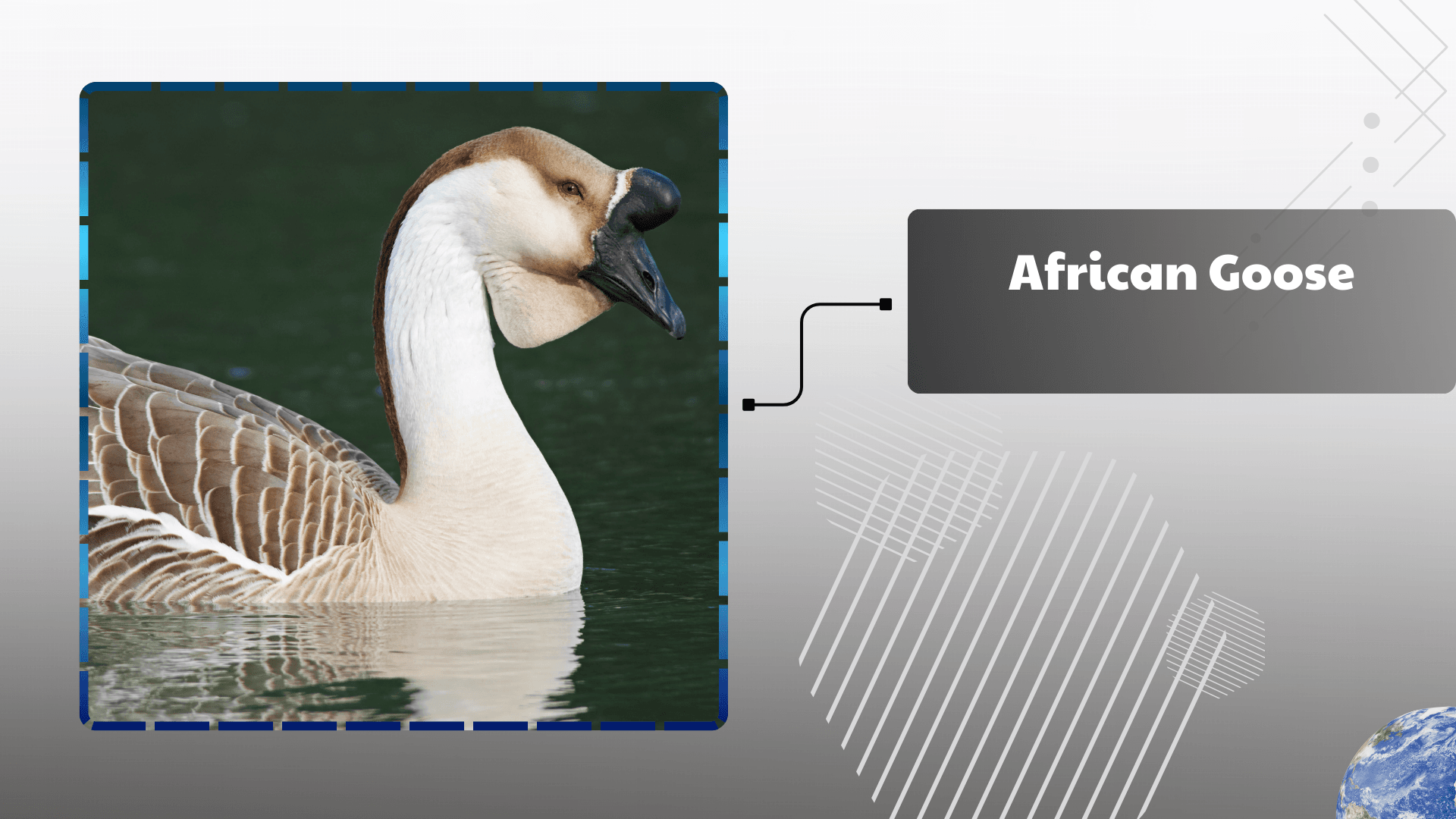 African Goose