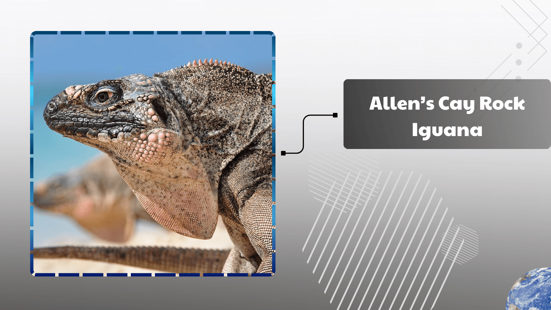 Allen’s Cay Rock Iguana