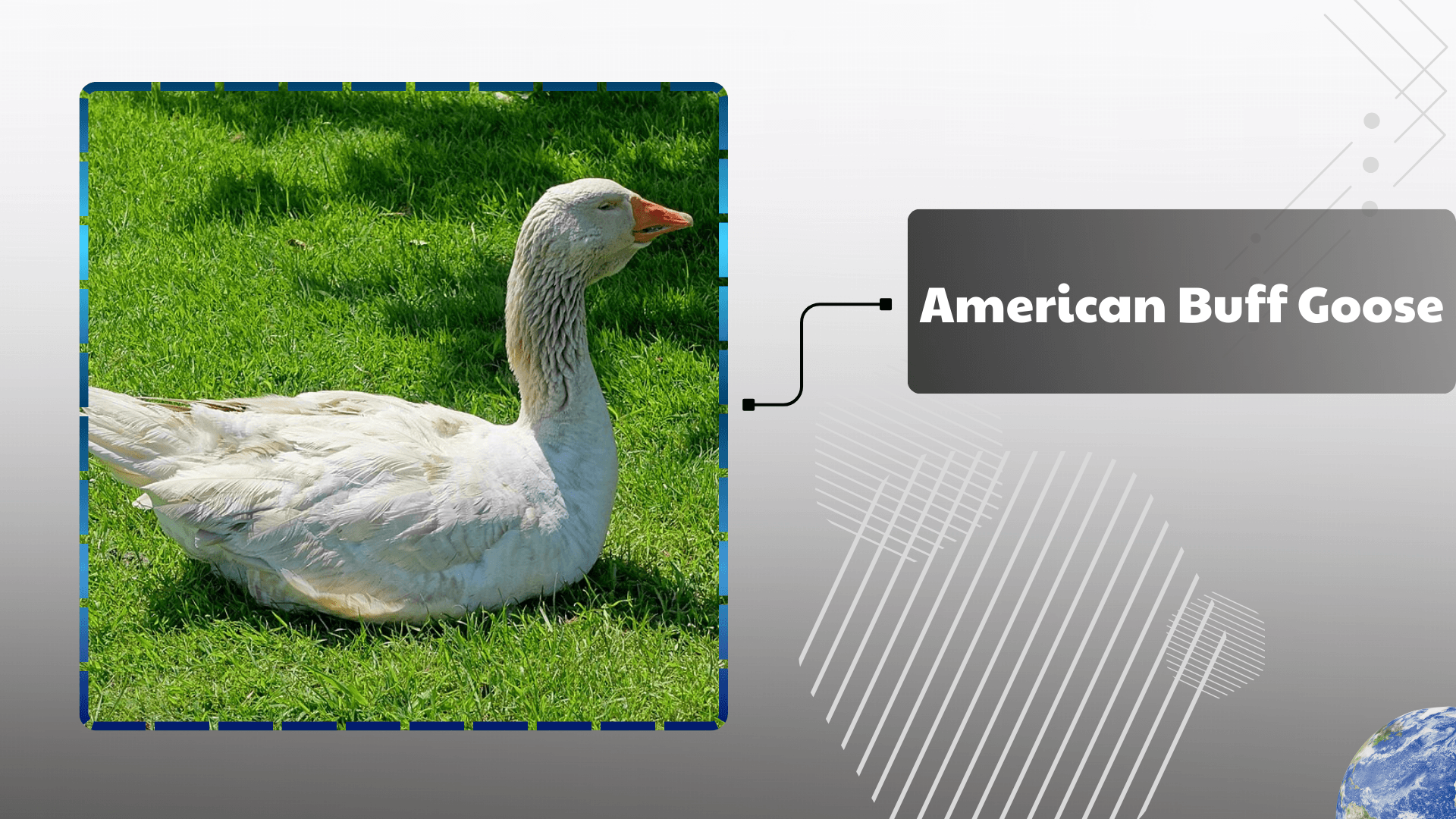 American Buff Goose