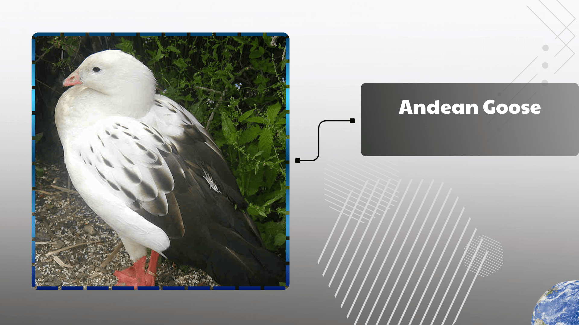Andean Goose