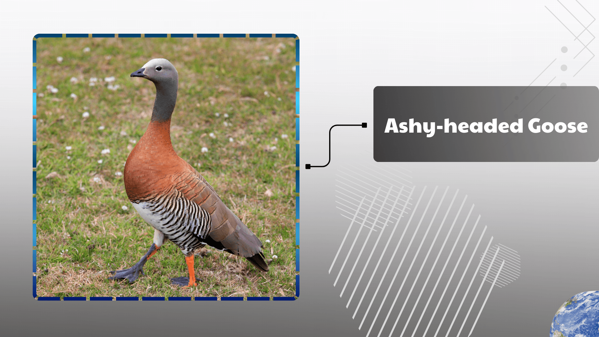 Ashy-headed Goose